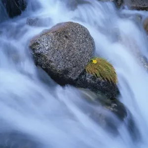 Australia, New South Wales, alpine buttercup and rocks in stream
