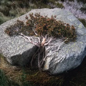 Australia, New South Wales, Kosciuszko National Park, prostrate bush