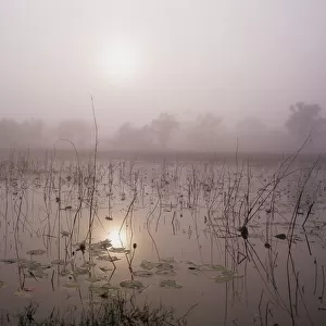 Australia, Northern Territory, fog over lotus lilies in pond