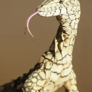 Australia Northern Territory Perentie Print