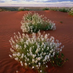 Australia, Northern Territory, Simpson Desert, wildflowers on dune