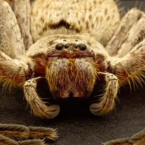 Australia Perth Huntsman Spider