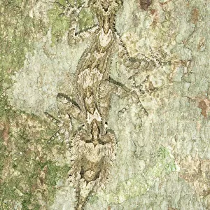 Australia, Queensland, leaf-tailed gecko (Phyllurus sp. ) on tree trunk