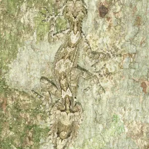 L'Australie, le Queensland, le gecko à queue de feuille (Phyllurus sp.) sur l'écorce d'un arbre.