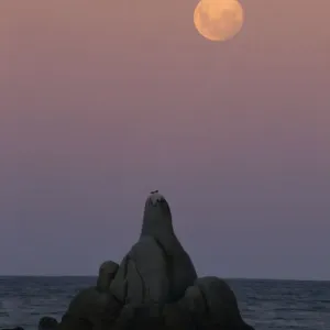 Australia, Tasmania, Bay of Fires, moonrise over Sloop Reef Australia, Tasmania, Bay of Fires, moonrise over Sloop Reef