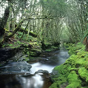 Australia, Tasmania, Central Highlands, stream in rainforest