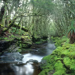 Australia, Tasmania, Central Highlands, stream in rainforest