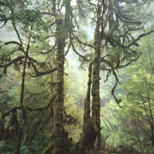 Australia, Tasmania, Tarkine Wilderness, moss covered trees Australia, Tasmania, Tarkine Wilderness, moss covered trees