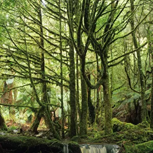 Australia, Tasmania, Tasmanian sassafras trees and stream in forest