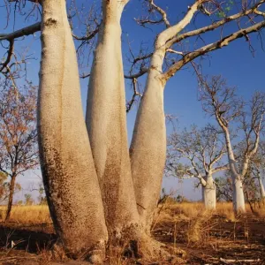 Australia, Western Australia, The Kimberleys, boab trees