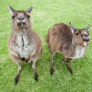 Australian, Australia, native, creature, animal, nature, kangaroo, grass, green Australian, Australia, native, creature, animal, nature, kangaroo, grass, green