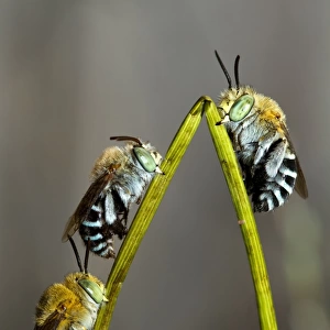 Australian Blue Banded Bees roosting on a twig