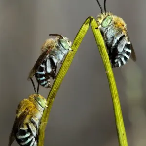 Australian Blue Banded Bees Print: Roosting on a Twig Australian Blue Banded Bees Print: Roosting on a Twig