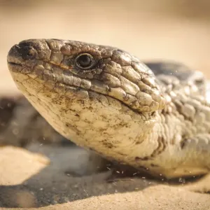 Australian blue tongued lizard Australian blue tongued lizard