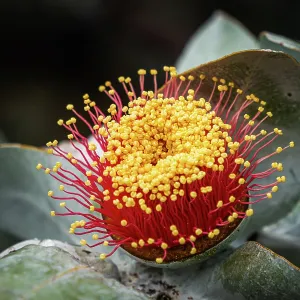 Australian Bush Rose Australian Bush Rose