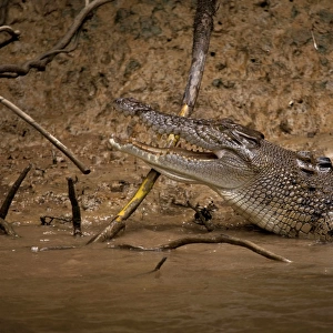 Australian Crocodile in Daintree River