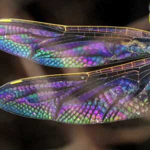 Australian Emperor Dragonfly with colorful wings - Hemianax papuensis