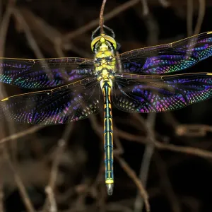 Australian Emperor Dragonfly with colorful wings - Hemianax papuensis