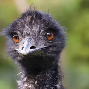 Australian Emu Print