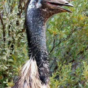 Australian Emu Australian Emu