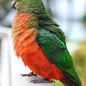 Le perroquet roi femelle australien (Alisterus scapularis).