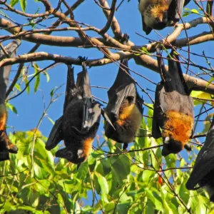 Australian Flying Foxes Australian Flying Foxes