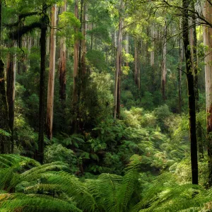 Australian forest