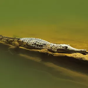 Australian freshwater crocodile (Crocodylus johnstoni)