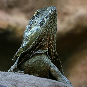Australian Frilled Neck Lizard