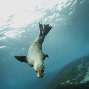 Australian fur seal