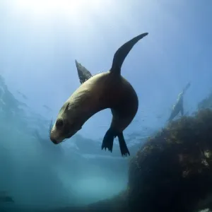 Australian fur seal with sun burst Australian fur seal with sun burst