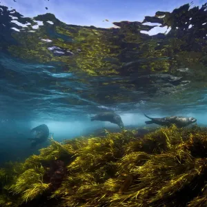 Australian fur seals playing in the sea grass Australian fur seals playing in the sea grass