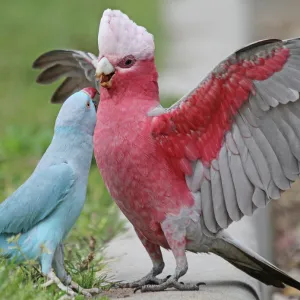 Australian galah and Ringneck Hybrid