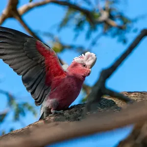 Australian galahs Australian galahs