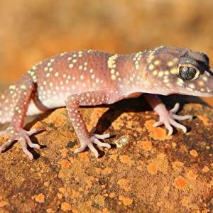 Australian Gecko lizard. South Australia