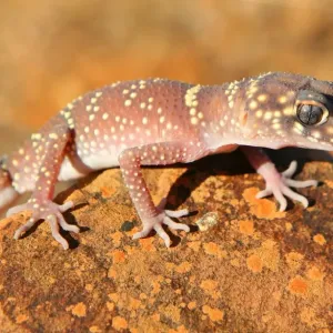 Le lézard Gecko australien. Australie du Sud.
