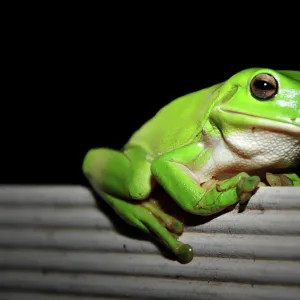 Australian green tree frog