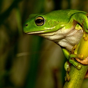 Australian green tree frog, litoria caerulea