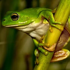 Australischer grüner Baumfrosch, Litoria caerulea. Australischer grüner Baumfrosch, Litoria caerulea.