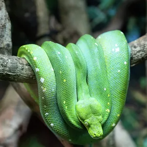 Australian green tree python snake close-up in a tree Australian green tree python snake close-up in a tree