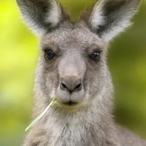 Australian Grey Kangaroo Australian Grey Kangaroo