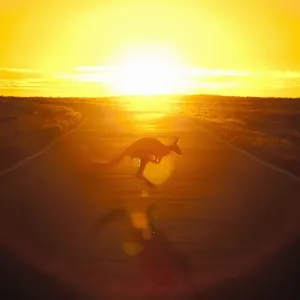 Australian kangaroo