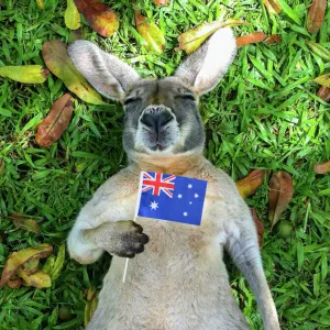 Australian Kangaroo sleeping with Australian Flag