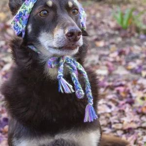 Australian Kelpie in a beanie