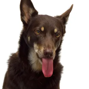 An Australian Kelpie poking its tongue out