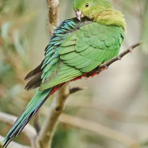 Australian king parrot (Alisterus scapularis)