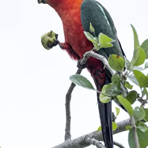 An Australian King Parrot eating an apple off a tree