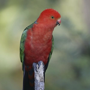 Australian King Parrot, male, Australia / (Alisterus scapularis scapularis)