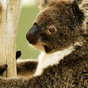 Australian koala in tree