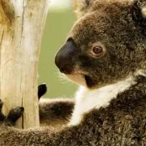 Australian koala in tree Australian koala in tree